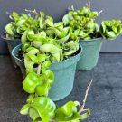 Hoya Hindu Rope Hoya Compacta In 6 Inch Pot