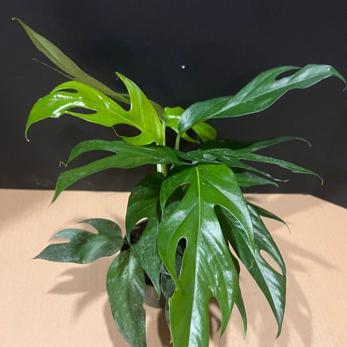 Baltic Blue Pothos Epipremnum Pinnatum In 4 Inch Pot