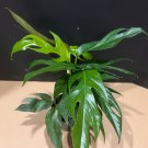 Baltic Blue Pothos Epipremnum Pinnatum In 4 Inch Pot