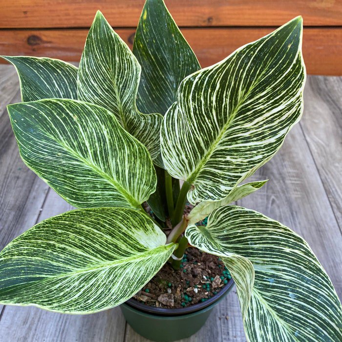 Philodendron Birkin In 6 Inch Inch Pot