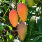 Maha Chanok Mango Grafted In 3 Gallons Or 6 Inch Pot Rainbow Mango Mahachanok