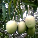 Mallika Mango Tree Grafted In 3 Gallons Pot No Ship To Hi And Ak