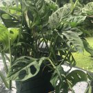 Monstera Adansonii Philodendron Swiss Cheese Philodendron Philodendron Swiss 6 Inch 8 Inch