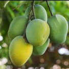 Fruit Punch Mango Tree Grafted In 3 Gallons Pot No Ship To Hi