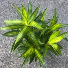 Song Of Jamaica In 6 Inch Pot Dracaena Reflexa