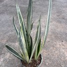Sansevieria Bantels Sensation 6 Inch Pot