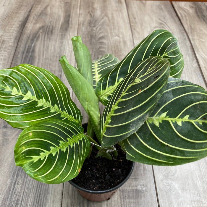 Maranta Lemon Lime In 4 Inch