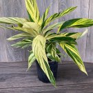 Variegated Shell Ginger Alpinia Zerumbet Variegata In 6 Inch Pot