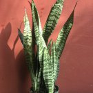 Sansavieria Zeylanica In 6 Inch Pot Snake Plant