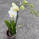 White Phalaenopsis In 4 Inch Pot Live Orchid