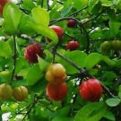 Large Acerola Cherry Barbados Cherry Plant In 10 Inch Pot No Ship Az Ca And Id