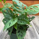 Monstera Adansonii In 6 Inch Pot Swiss Cheese