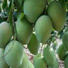Sugar Loaf Mango Tree Grafted In 3 Gallons Pot