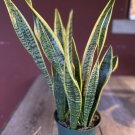 Sansevieria Trifasciata Snake Plant Laurentii 6 Inchpot Indoor Air Purifiernt