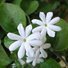 Jasmine Molle Jasminum Molle Jasmine Indian Jui In 4 Inch