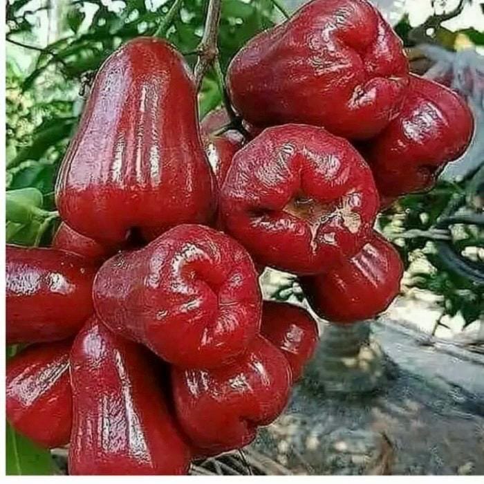 Red Wax Apple In 3 Gallon Air Layered Rose Apple Jambu Air No Ship To Hi