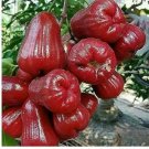 Red Wax Apple In 3 Gallon Air Layered Rose Apple Jambu Air No Ship To Hi