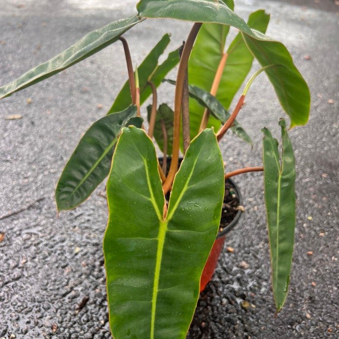 Philodendron Billietiae In 4 Inch Pot