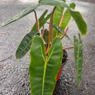Philodendron Billietiae In 4 Inch Pot