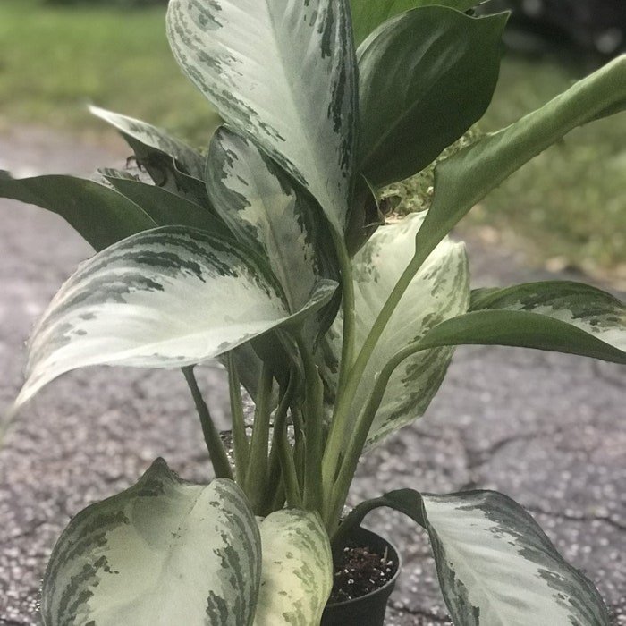 Aglaonema Silver Bay 6 Inch Aglaonema