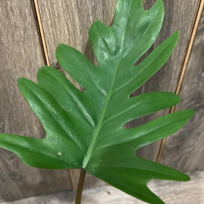 Philodendron Mayoi In 6 Inch Pot