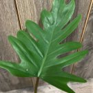 Philodendron Mayoi In 6 Inch Pot