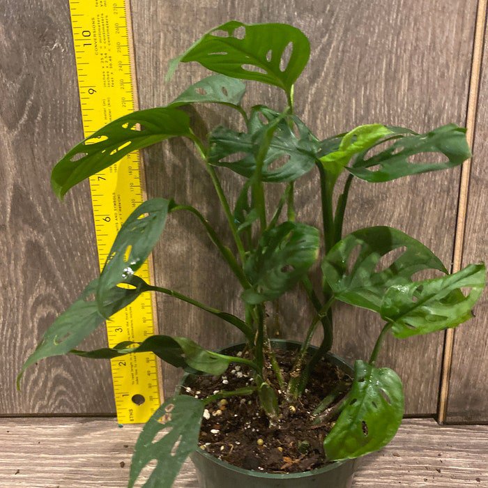 Monstera Adansonii In 4 Inch Pot