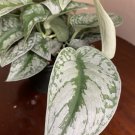 Scindapsus Pictus Exotica In 6 Inch Pot Satin Pothos Silk Pothos Silver Philodendron