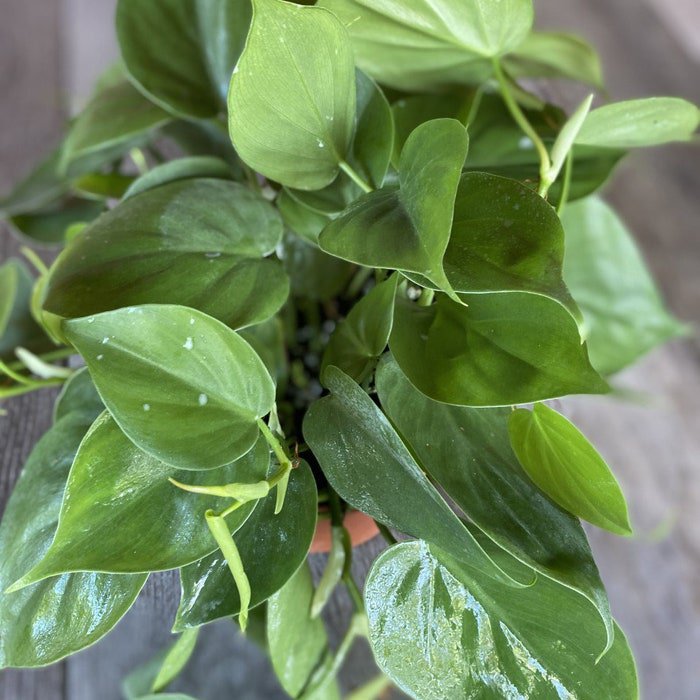 Philodendron Cordatum Heartleaf Inch Live House Plant Trailing Vining Plant In 6 Inch Inches Pot