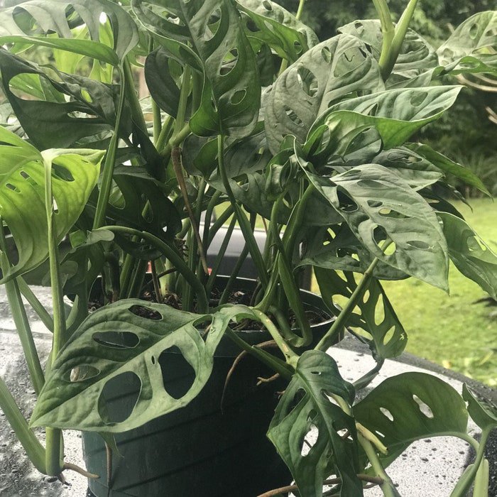 Large Monstera Adansonii Philodendron Swiss Cheese Philodendron Philodendron Swiss 6 Inch 8 Inch