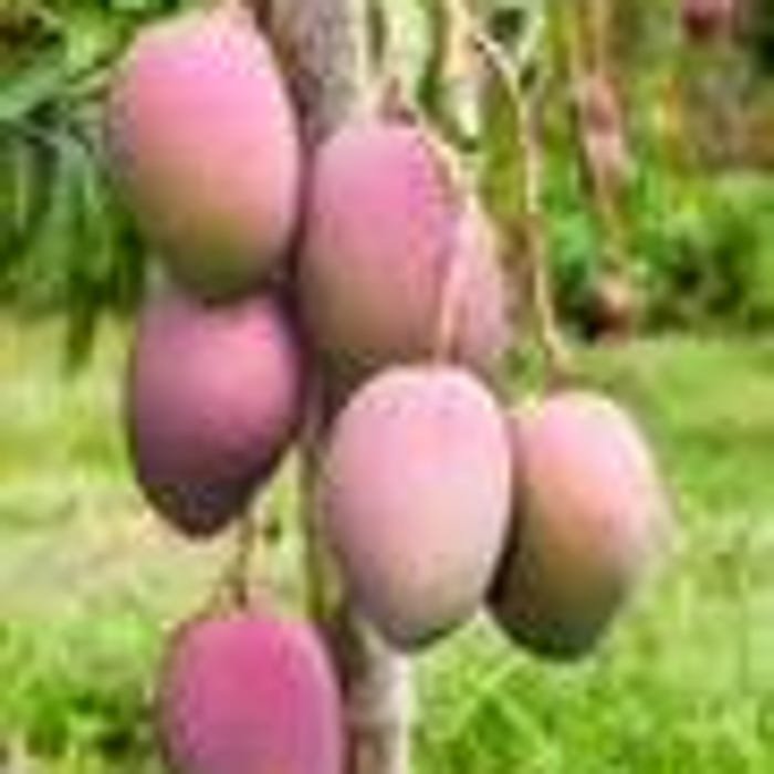 Grafted Tommy Atkins Mango Tree Grafted In 1/2 Gallon Pot