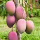 Grafted Tommy Atkins Mango Tree Grafted In 1/2 Gallon Pot