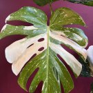 Large Monstera Thai Constellation In 6 Inch Pot Thai Con