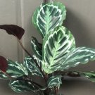 Calathea Medallion Medallion 6 Inch Pot Prayer Plant