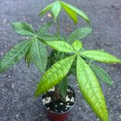 Braided Money Tree Plant Pachira Aquatica 4 Inch Pot Or 6 Inch Pot