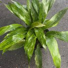 Aspidistra Elatior Milky Way In 10 Inch Pot Cast Ireon Plant