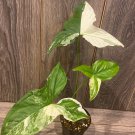 Syngonium Podophyllum Albovariegatum In 4 Inch Pot