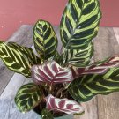 Calathea Makoyana Peacock Plant In 6 Inch Inches Pot Cathedral Windows Prayer Plant Maranta Marantac