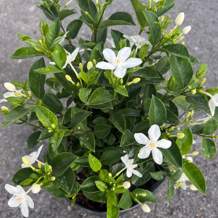 Asian Snow Jasmine In 6 Inch Pot