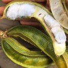 Ice Cream Bean In 3 Gallons Pot Inga Edulis Exotic Fruit