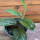 Monstera Peru In 6 Inch Pot Rare Plant House Plant
