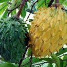 Rollinia Tree In 10 Inch Pot Grafted Biriba Wild Soursop