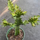 Euphorbia Lactea Variegated Dragon Bone In 6 Inch Pot Rare Cactus Succulent