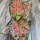 Aglaonema Wishes 6 Inch Pot Aglaonema Valentine