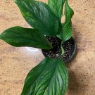 Monstera Pinnatipartita In 6 Inchpot