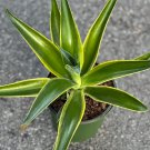 Agave Desmettiana Variegata In 6 Inch Pot