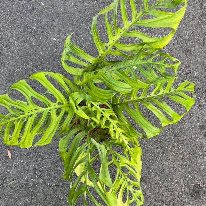 Large Monstera Esqueleto Epipremnoides 10 Inch Pot