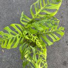 Large Monstera Esqueleto Epipremnoides 10 Inch Pot