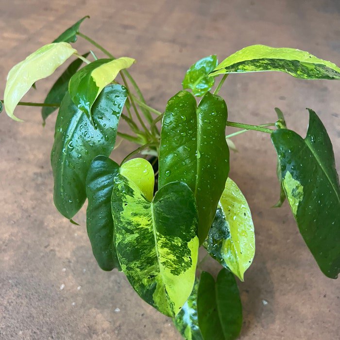 Variegated Burle Marx In 4 Inch Pot