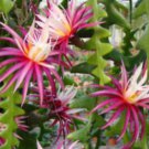Anguliger Ric Rac Cactus Epiphyllum Zig Zag Cactus In 6 Inch Pot